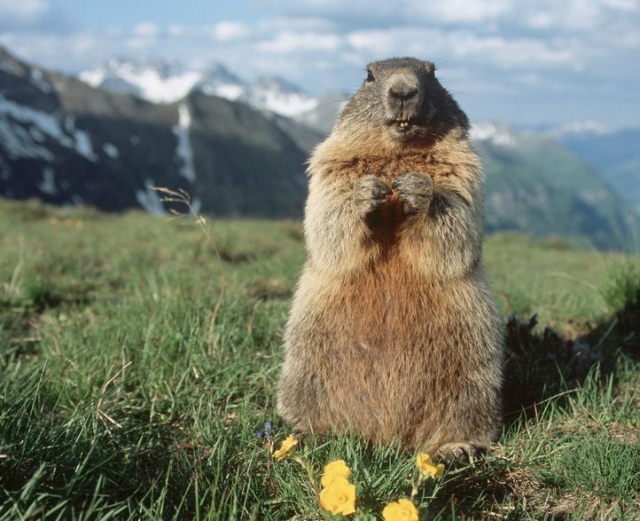  Descubrimiento de marmotas y glaciares 